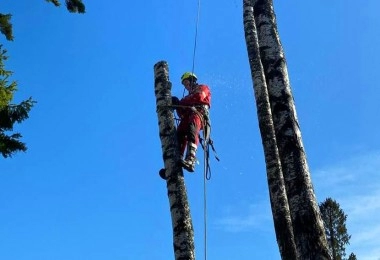 Кронирование обрезка деревьев Кронирование обрезка деревьев